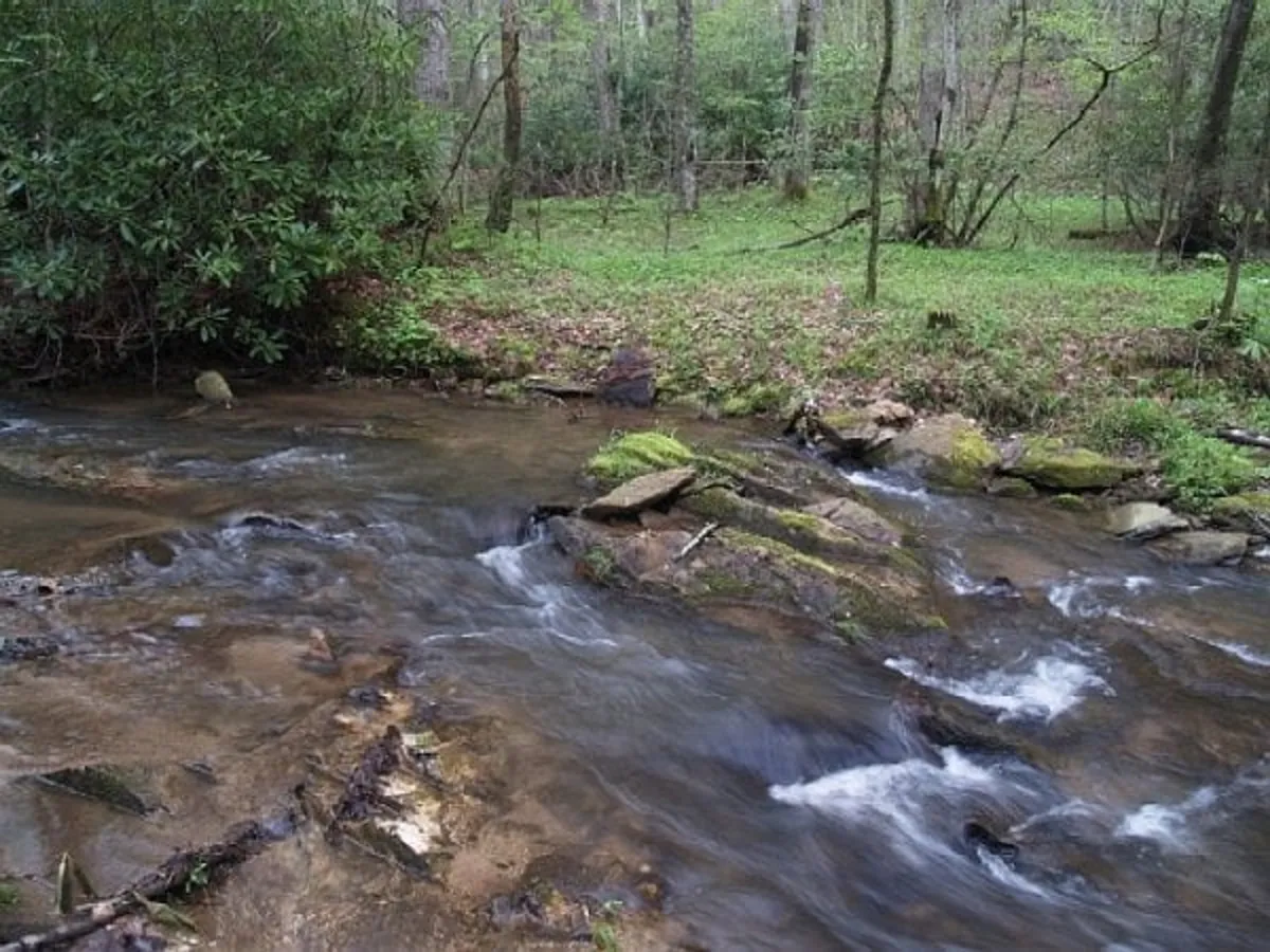 A serene, flowing stream winds through moss-covered rocks, surrounded by lush greenery. The cool, inviting water and the vibrant foliage evoke a sense of untouched mountain wilderness, perfect for nature walks, bird watching, or a family picnic by Crab Orchard Creek.